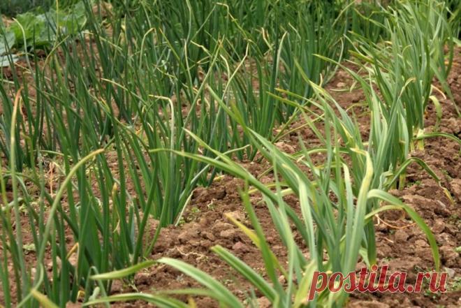 Пара ухищрений стоит щедрого урожая. Как правильно сажать лук-севок? | Огородные шпаргалки | Пульс Mail.ru Добрый день, мой читатель. Сочную мякоть лука добавляют в блюда из рыбы и мяса, его зелеными перьями украшают супы и салаты.