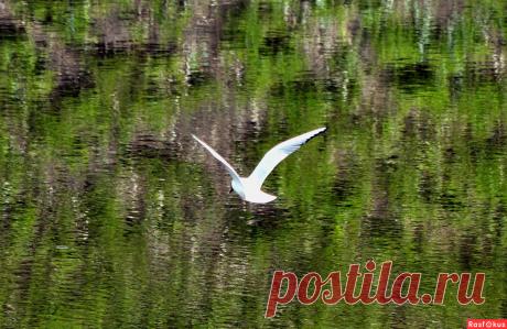 Фото: Полёт над водой. Николай Попов. Природа - Фото и фотограф на Расфокусе.