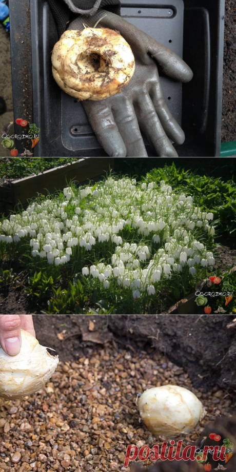 Когда сажать рябчики – учитываем сроки и время, весной и осенью, технология посадки + фото