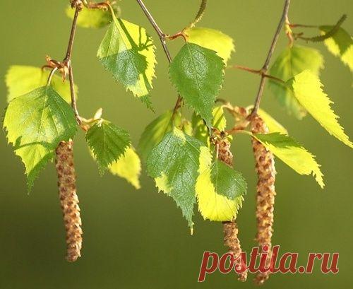 Лечебная польза березовых почек