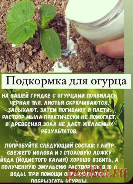 Жаль ты раньше не знали, как их спасти

Интересные советы для дачи и сада - Природа место где мы расслабляемся и духом и телом