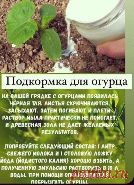 Жаль ты раньше не знали, как их спасти

Интересные советы для дачи и сада - Природа место где мы расслабляемся и духом и телом