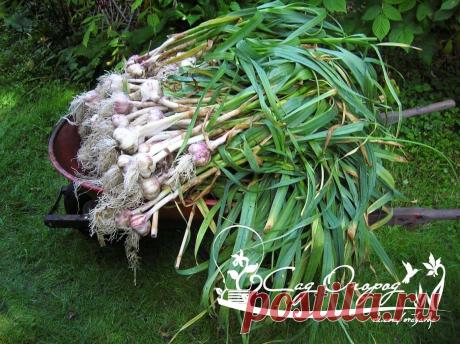 5 ОСОБЕННОСТЕЙ ВНЕСЕНИЯ УДОБРЕНИЯ ДЛЯ ЧЕСНОКА