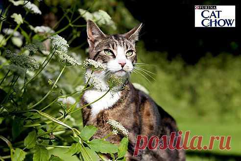 Шпинат, входящий в состав кормов Cat Chow®, содержит кальций, натрий, фосфор, железо, которые так необходимы вашей кошке.