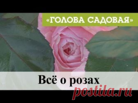 Давайте поговорим, о розах. В этом сюжете покажу свои розы, расскажу много интересного Видео создано и принадлежит телеканалу Афонтово По вопросам размещения...