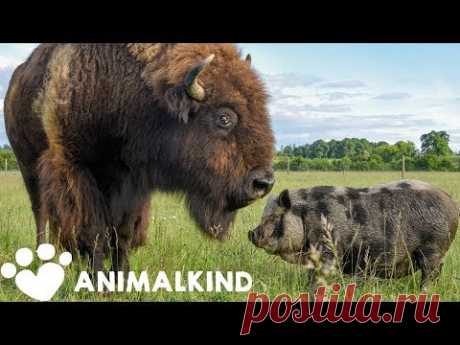 1200-pound bison takes care of every animal on farm | Animalkind