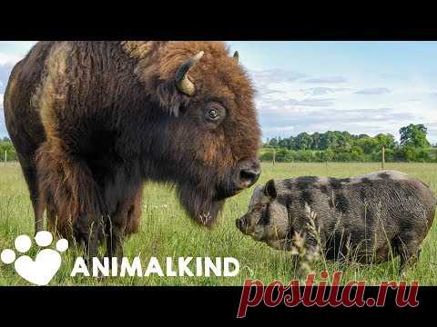 1200-pound bison takes care of every animal on farm | Animalkind