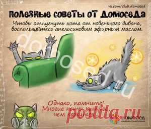 Полезные советы от Домоседа
