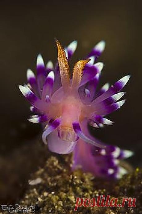 Nudibranch seaslug blue , from Iryna | Under The Sea