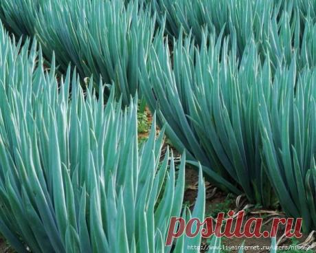 (1) Одноклассники