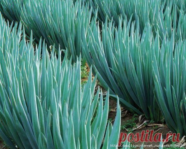 (1) Одноклассники