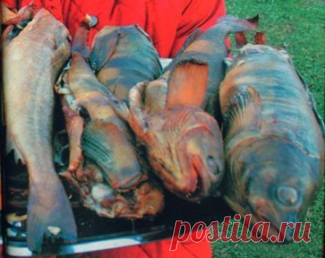 Приготовление рыбы горячего копчения