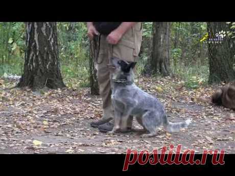 Дрессировка собак, команда рядом, зачем задирать собаке голову вверх