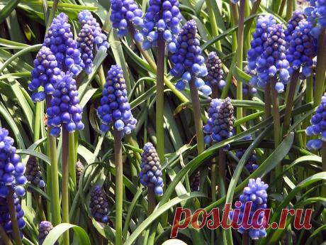Цветы мускари – посадка и уход, фото, выращивание и хранение после цветения