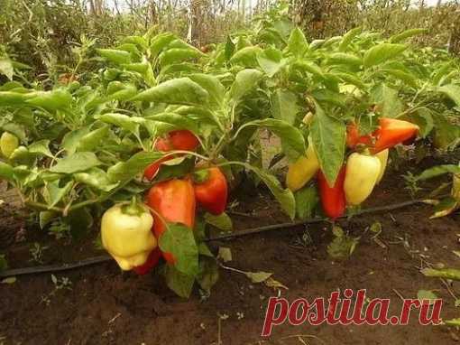 ПОЛУЧАЕМ ОТЛИЧНЫЙ УРОЖАЙ ПЕРЦА
Подкормка

Через две недели после высадки в грунт проводят первую подкормку (одна чайная ложка с бугорком мочевины, две чайные ложки с бугорком суперфосфата на 10 л воды, по одному литру под каждый куст). Вторая подкормка - в период массового цветения: одна чайная ложка с бугорком мочевины, один спичечный коробок суперфосфата и одна чайная ложка калийной соли или сульфата калия. Все это растворяют в 10 л воды и поливают по 1 л под куст. Треть...