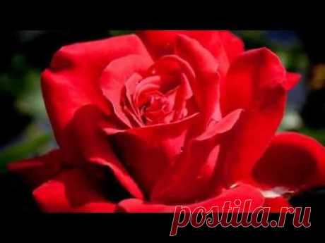 Очень красивые розы и музыка Игоря Крутого.Very beautiful music.