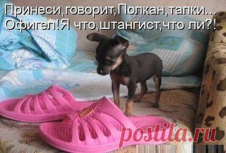 АНЕКДОТЫ БЕЗ КОМПЛЕКСОВ