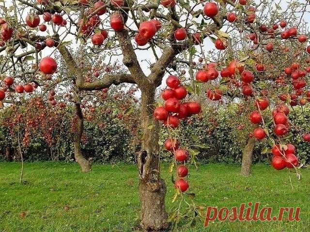 ЧТОБ КАЖДЫЙ ГОД С ЯБЛОКАМИ! | 6 соток