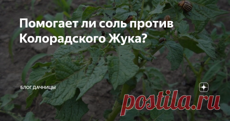 Помогает ли соль против Колорадского Жука? Добрый день уважаемые подписчики и гости моего канала. В этой статье я хочу рассказать, чем сможет помочь соль против колорадского жука? Такая информация давно гуляет по интернету. Правда ли это? Каждый год, высаживая картофель, мы уже  начинаем планировать будущие методы борьбы с колорадским жуком, потому что этот  вредитель – настоящая головная боль для всех.   Он появляется ниоткуда и буквально уничтожает  ботву на картофеле, л...