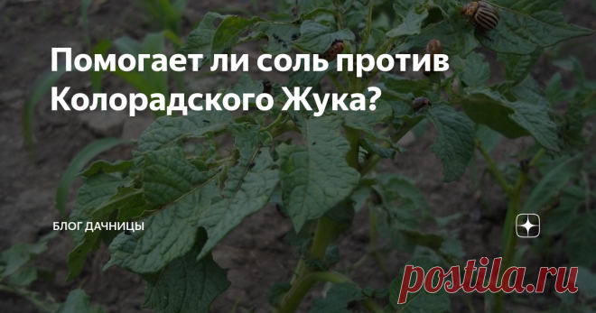 Помогает ли соль против Колорадского Жука? Добрый день уважаемые подписчики и гости моего канала. В этой статье я хочу рассказать, чем сможет помочь соль против колорадского жука? Такая информация давно гуляет по интернету. Правда ли это? Каждый год, высаживая картофель, мы уже  начинаем планировать будущие методы борьбы с колорадским жуком, потому что этот  вредитель – настоящая головная боль для всех.   Он появляется ниоткуда и буквально уничтожает  ботву на картофеле, л...