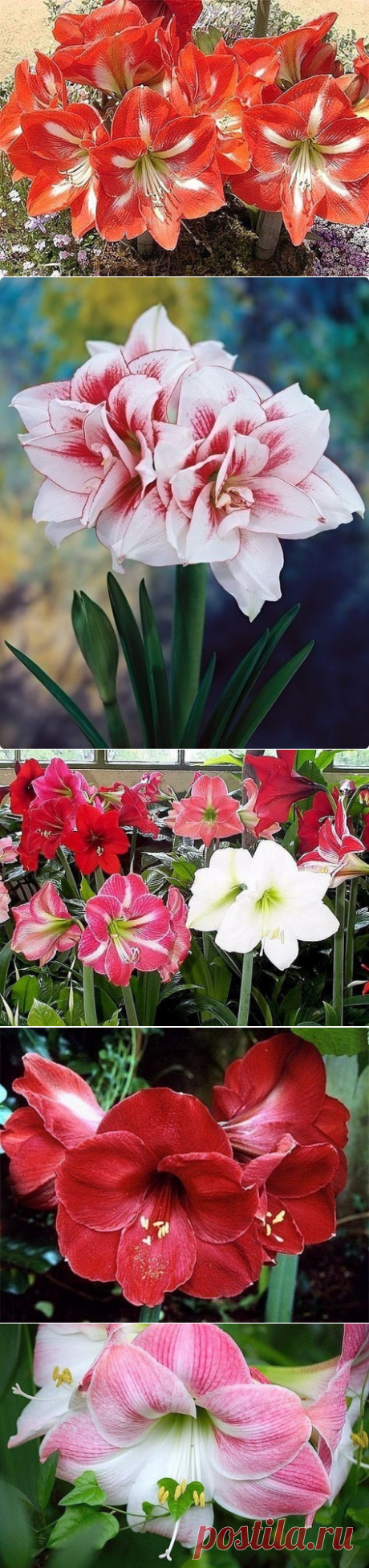 (4) Одноклассники