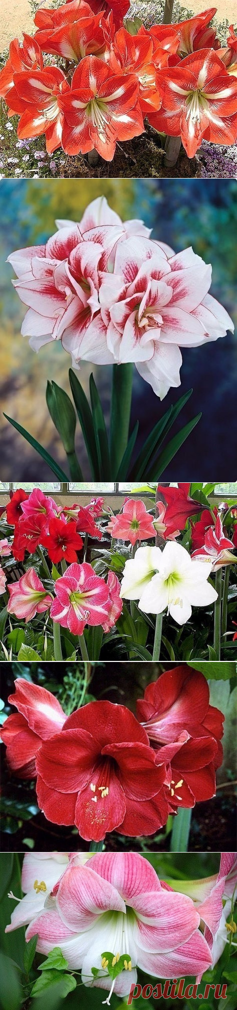 (4) Одноклассники