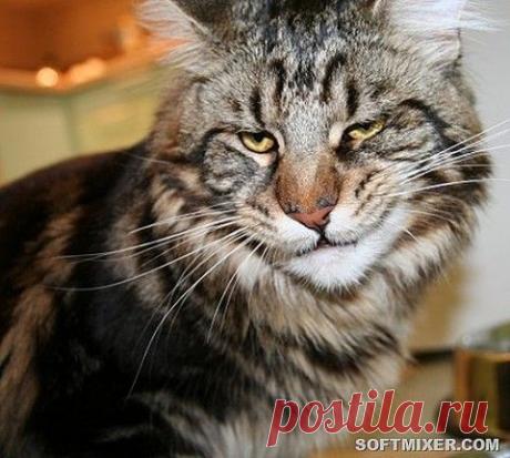 Впечатляющие сверхспособности собак. 5 вещей, о которых они могут нас предупреждать