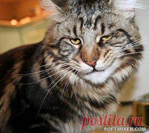 Впечатляющие сверхспособности собак. 5 вещей, о которых они могут нас предупреждать