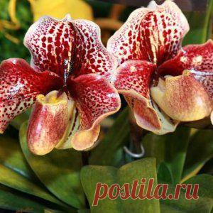 Усадьба | Цветы в доме : Как ухаживать за Венериным башмачком?