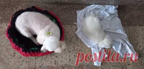 cães; troca de pelos