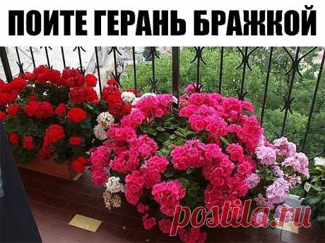 Хотите чтобы герань пышно цвела круглый год? - ПОИТЕ ЕЕ БРАЖКОЙ! 

Цветение будет продолжаться практически круглый год! Растение станет мощным, сильным, практически не будет подвержено солнечным ожогам, будет легко переносить жару и не будет болеть.

Состав эликсира очень прост и доступен:

Вода - 2,7 л
Дрожжи - 100 г
Сахар - 0,5 стакана

А вот, собственно, и сам рецептик:

В трехлитровую банку залейте 2,6-2,7 л отстоянной воды без хлора.

Разведите в теплой воде дрожжи, п...