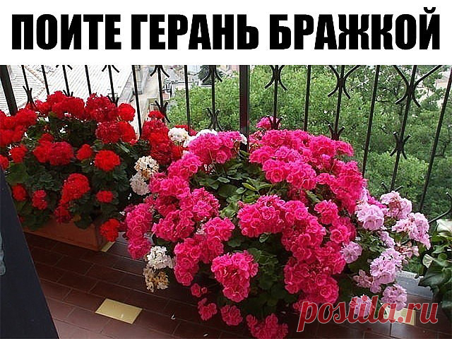 Хотите чтобы герань пышно цвела круглый год? - ПОИТЕ ЕЕ БРАЖКОЙ! 

Цветение будет продолжаться практически круглый год! Растение станет мощным, сильным, практически не будет подвержено солнечным ожогам, будет легко переносить жару и не будет болеть.

Состав эликсира очень прост и доступен:

Вода - 2,7 л
Дрожжи - 100 г
Сахар - 0,5 стакана

А вот, собственно, и сам рецептик:

В трехлитровую банку залейте 2,6-2,7 л отстоянной воды без хлора.

Разведите в теплой воде дрожжи, п...