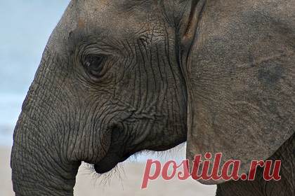 Ученый предложил создать трансгенных слонов вместо мамонтов для заселения Сибири. Ведущий научный сотрудник Зоологического института РАН Алексей Тихонов оценил идею американских ученых, которые предложили клонировать и заселить Восточную Сибирь мамонтами для борьбы с глобальным потеплением. По его словам, возродить мамонтов нельзя, однако теоретически можно создать «трансгенного слона».