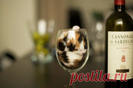 50 очаровательных спящих котят