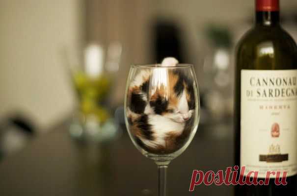 50 очаровательных спящих котят