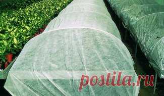 Спанбонд – как правильно выбрать и использовать? | Дела огородные (Огород.ru)