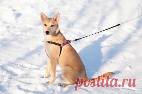 Девочка-лисичка в добрые руки! г. Москва - Зоомилосердие - Группы Мой Мир