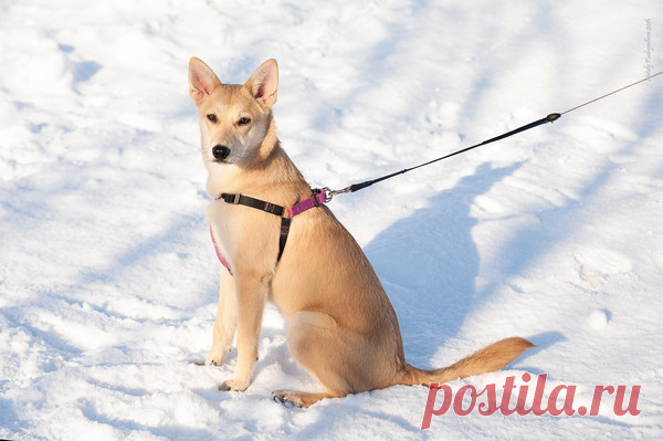 Девочка-лисичка в добрые руки! г. Москва - Зоомилосердие - Группы Мой Мир