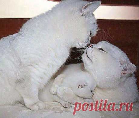 СПАСИБО РОДНАЯ ТЕБЕ ЗА РЕБЁНКА, Я В ЖИЗНИ НЕ ВИДЕЛ КРАСИВЕЙ КОТЁНКА.