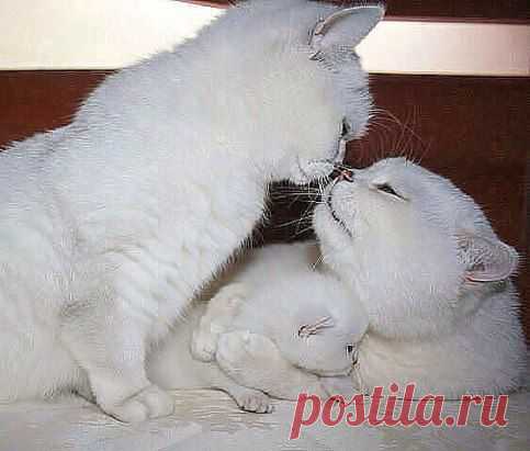 СПАСИБО РОДНАЯ ТЕБЕ ЗА РЕБЁНКА, Я В ЖИЗНИ НЕ ВИДЕЛ КРАСИВЕЙ КОТЁНКА.