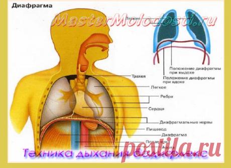 Техника дыхания бодифлекс | Как сохранить молодость