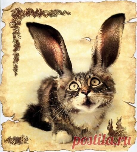 ***
В жизни нестабильность,
В головах разброд,
Наступает в мире
Непонятный год.
Неконкретный символ
Кролик или кот
То орёт противно,
То морковку жрёт...