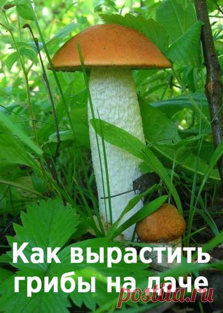 Как вырастить лесные грибы на даче
