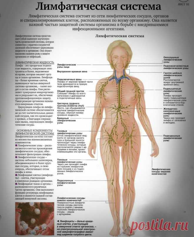 ЛИМФАТИЧЕСКАЯ СИСТЕМА | Eva Sysoeva's Blog
