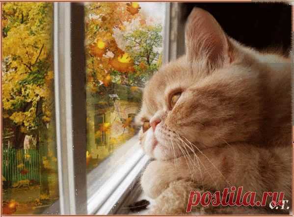 Лара Солодова