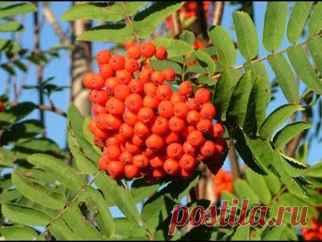 rjabina Уральская рябинушка (Ой, рябина кудрявая) 山楂树