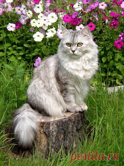 Хорошо в деревне летом.
Солнцем жарким обогреты
все окрестности.
В тенёчке
наша кошка на пенёчке.