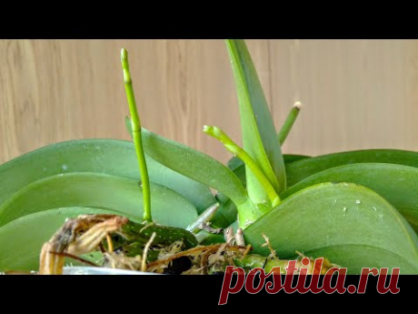 ВЗБОДРИ❤️ орхидеи ВРАЗ💯! цветонос РАЗМОРОЗЬ орхидеи! корни ВСЛЕД, орхидеи БУДУТ ЦВЕСТИ!