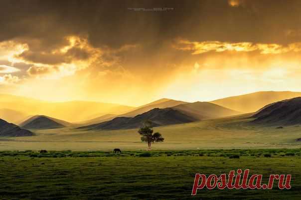 Живая природа