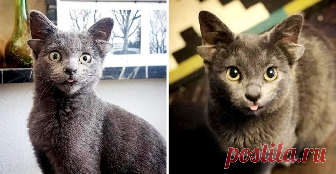Необычные известные котики &raquo; Женский Мир